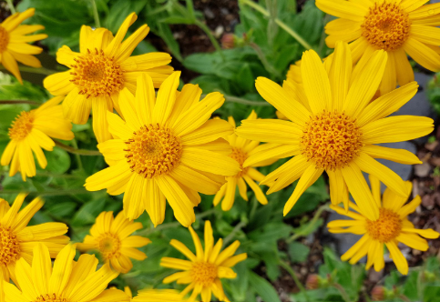 Herbal and Mineral infused Butters